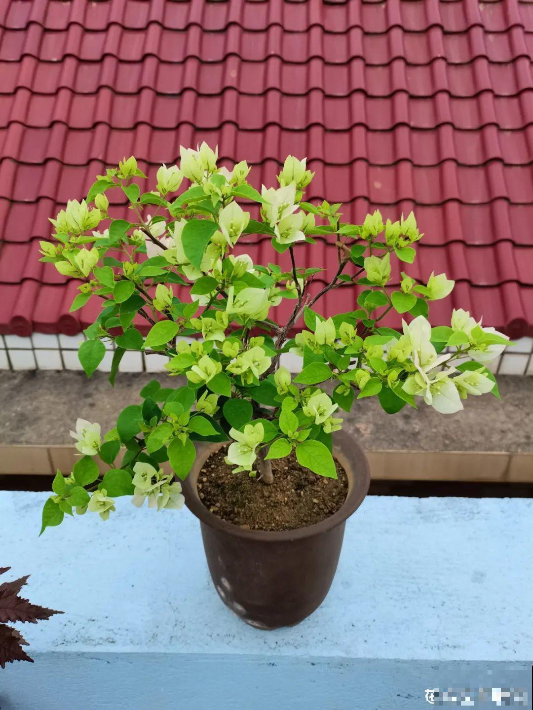 养花大神的爆花技巧，我给大家偷来了，赶紧学