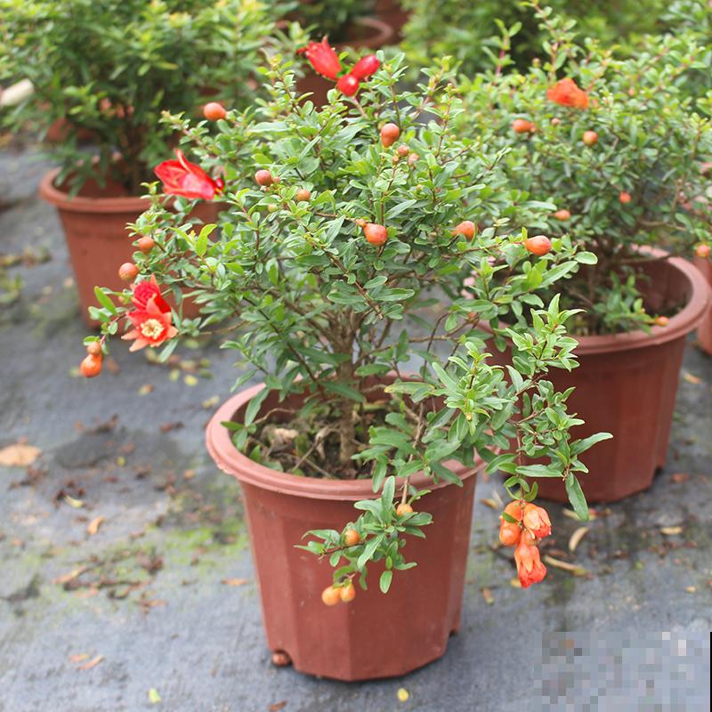 2种果树，不仅能结果，修剪好了还能做盆景