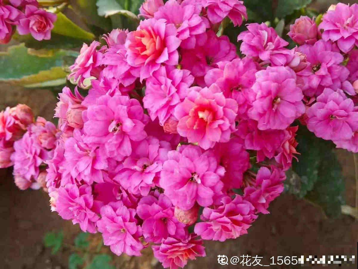 20种常见花,一句话说到浇水要点,赶紧学学 20种常见花,一句话说到浇水要点,赶紧学学