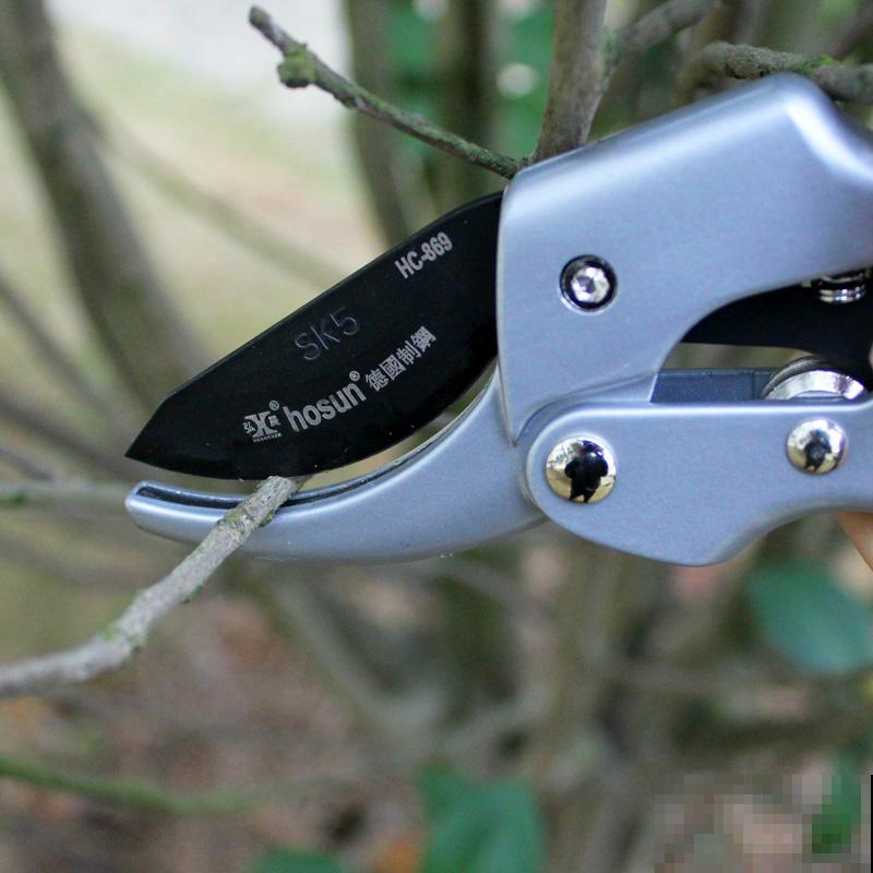 发财树不会剪？修剪工作做得好，整洁又美观