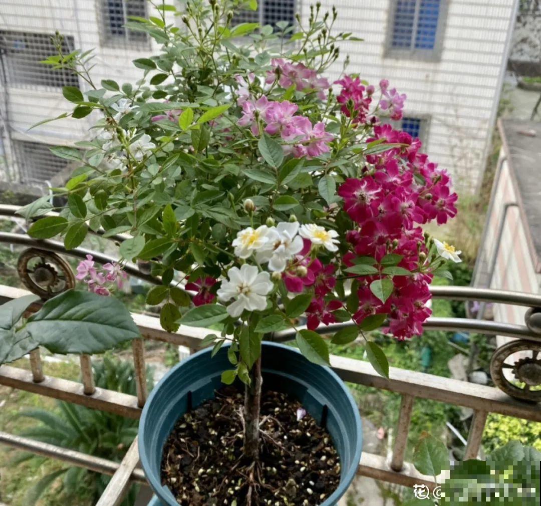 养了30年的玉树,扦插开出9色花,快来沾沾喜气 养了30年的玉树,扦插开出9色花,快来沾沾喜气