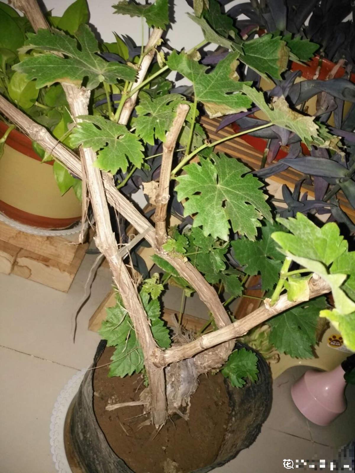 搭不了架子也能养葡萄,简单5步让你吃到盆栽葡萄串 搭不了架子也能养葡萄,简单5步让你吃到盆栽葡萄串