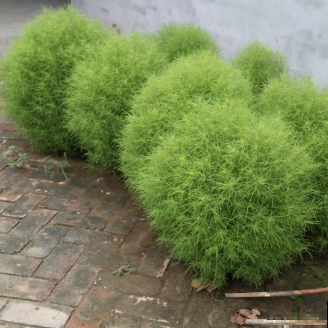 水塘边长出的“烤肠”,原来叫香蒲,毛茸茸特好玩 水塘边长出的“烤肠”,原来叫香蒲,毛茸茸特好玩