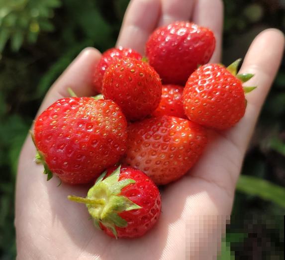 种草莓，做好这6步，颜色通红，甜过奶油