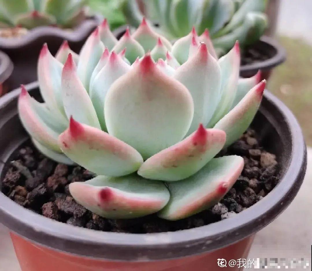 6种多肉，夏天不休眠，而且疯狂生长