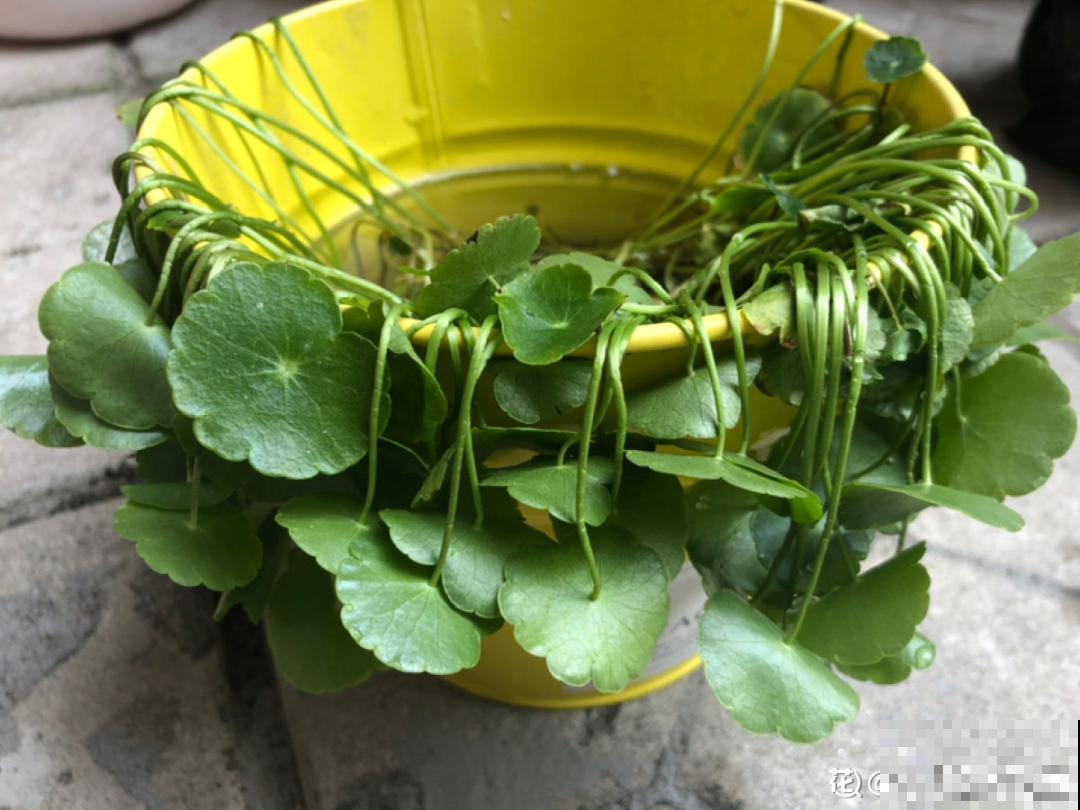 10种花，一天不见水就萎缩，狂补水就对了！