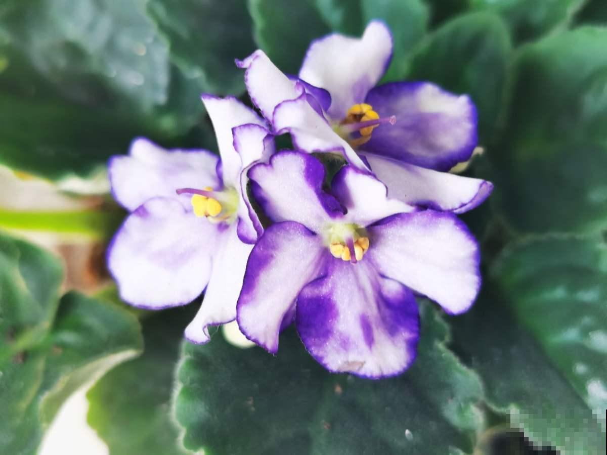 100种常见花,今天终于知道叫什么名了,建议收藏 100种常见花,今天终于知道叫什么名了,建议收藏