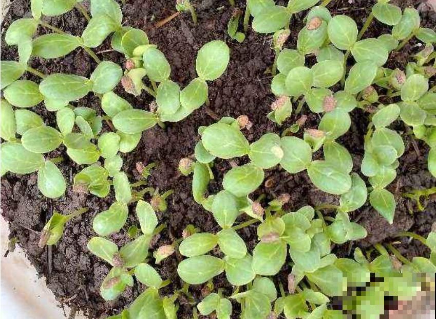 种不出瓜果怎么办？注意催芽过程的3个方面，不怕种子不发芽