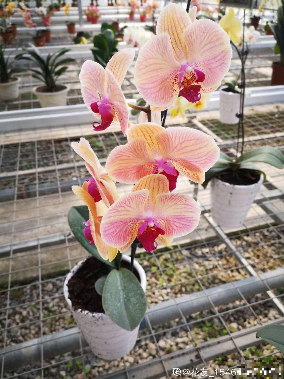 春节的蝴蝶兰挺不过夏天？做好4点，妙手回春不是梦