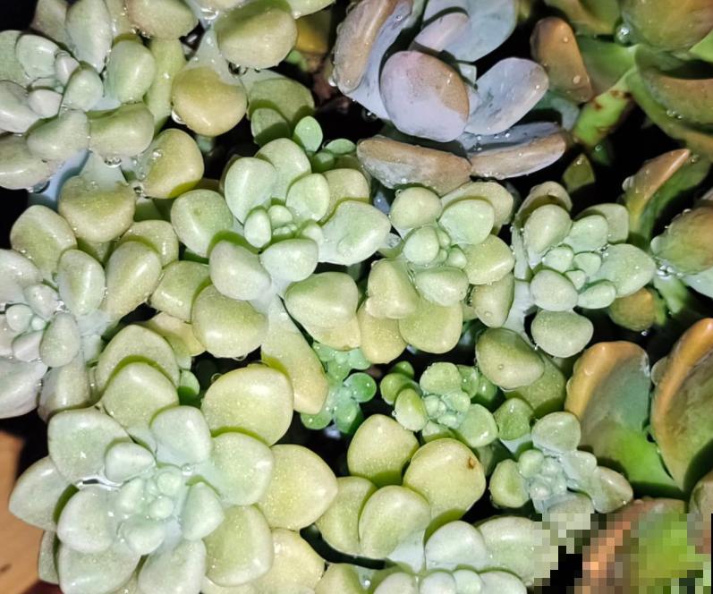 正在开花的植物,不要施肥,不然花苞全掉了 正在开花的植物,不要施肥,不然花苞全掉了