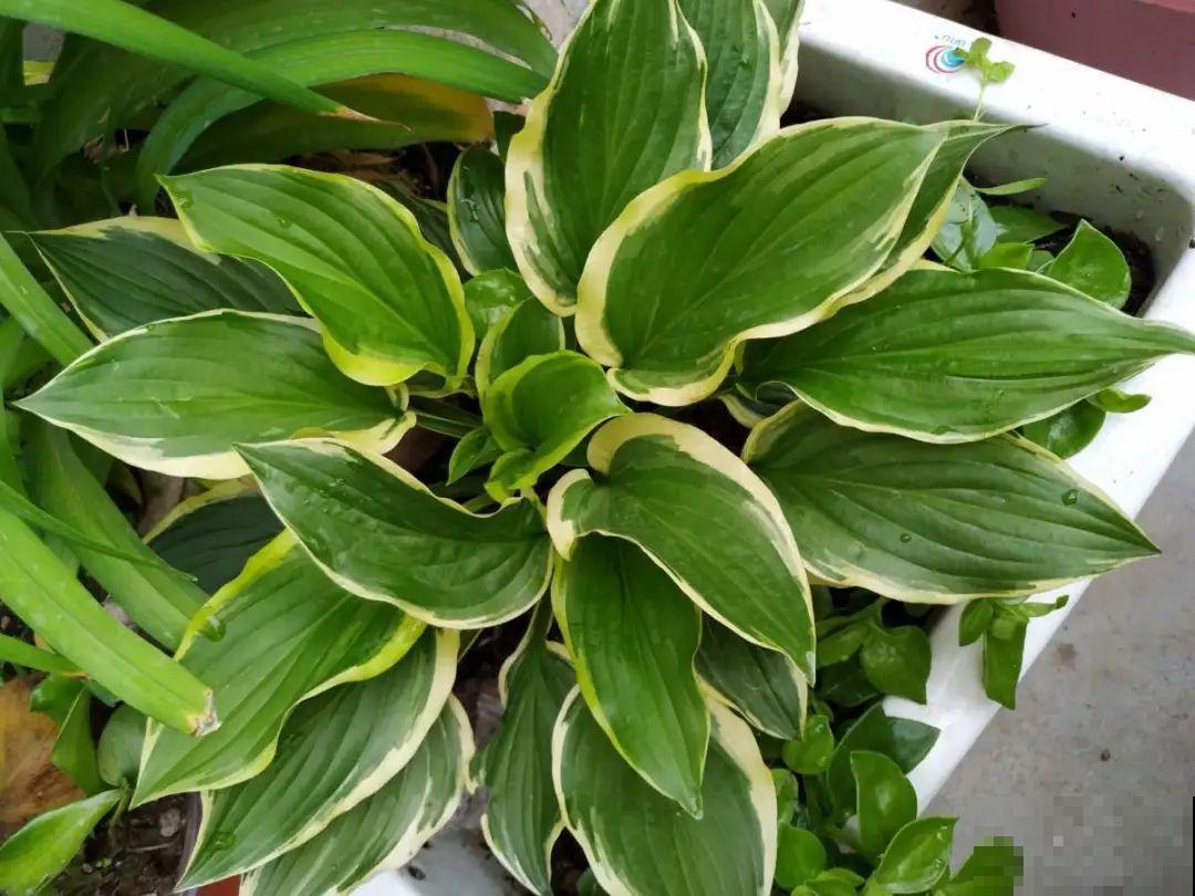 家里别只养绿萝,15种精致耐阴花,光照不好也能长很美 家里别只养绿萝,15种精致耐阴花,光照不好也能长很美