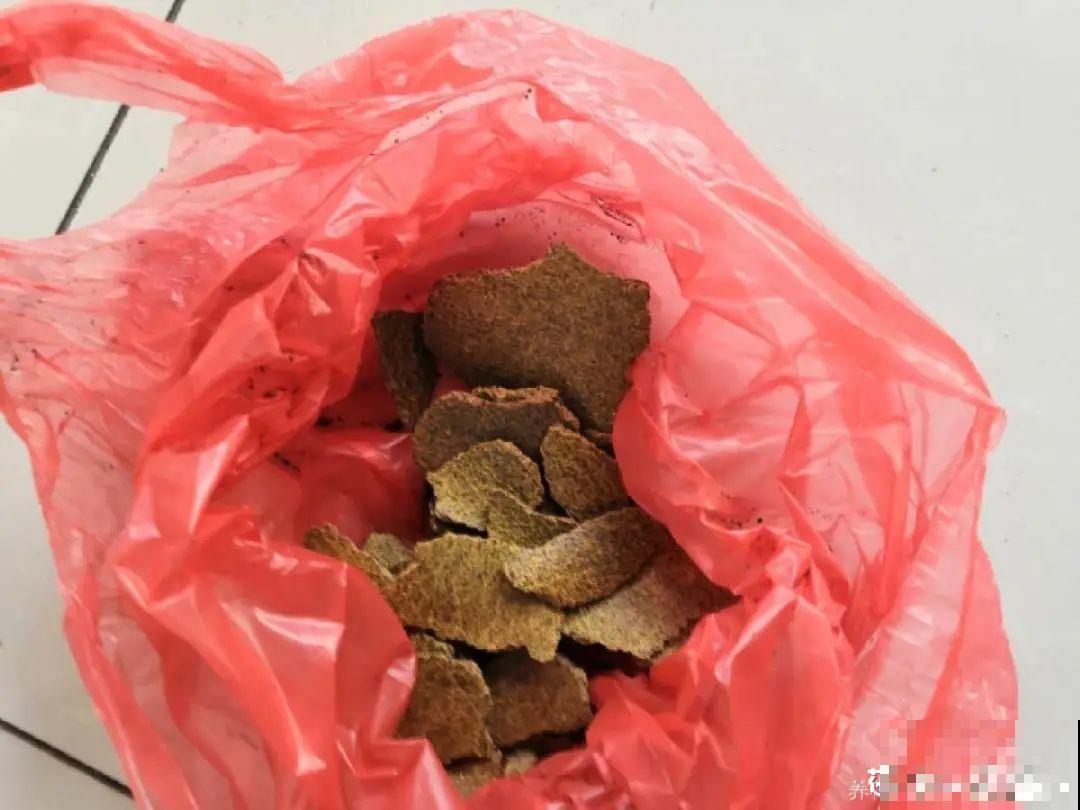 换盆时间到,换好后植物呼呼长,不换全年不开花 换盆时间到,换好后植物呼呼长,不换全年不开花