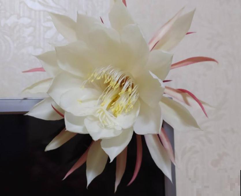 4个方面入手，教你如何养出爆盆昙花，快进来学习一下