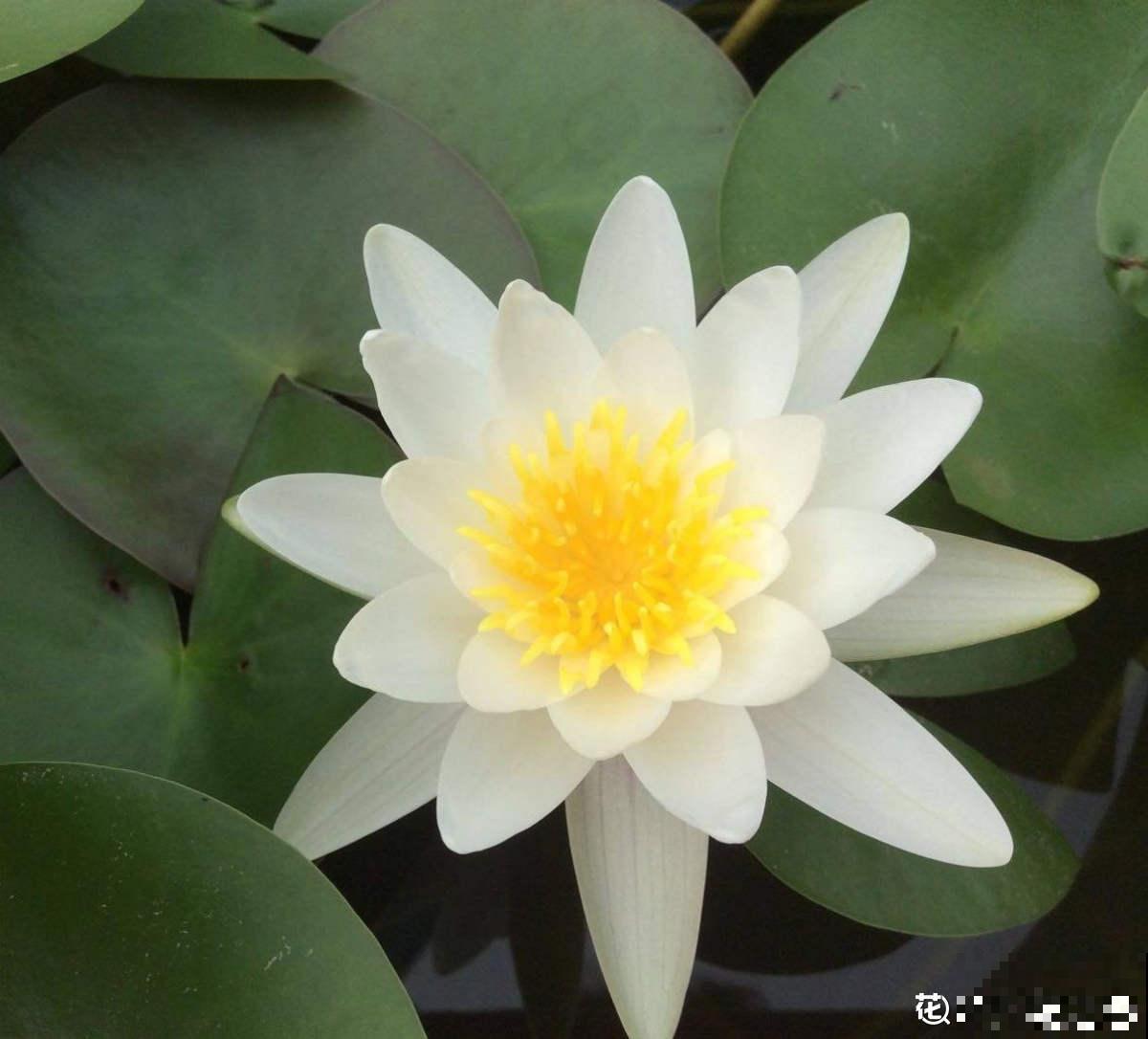 80种常见植物图解，出门识花不求人，倍儿有面子