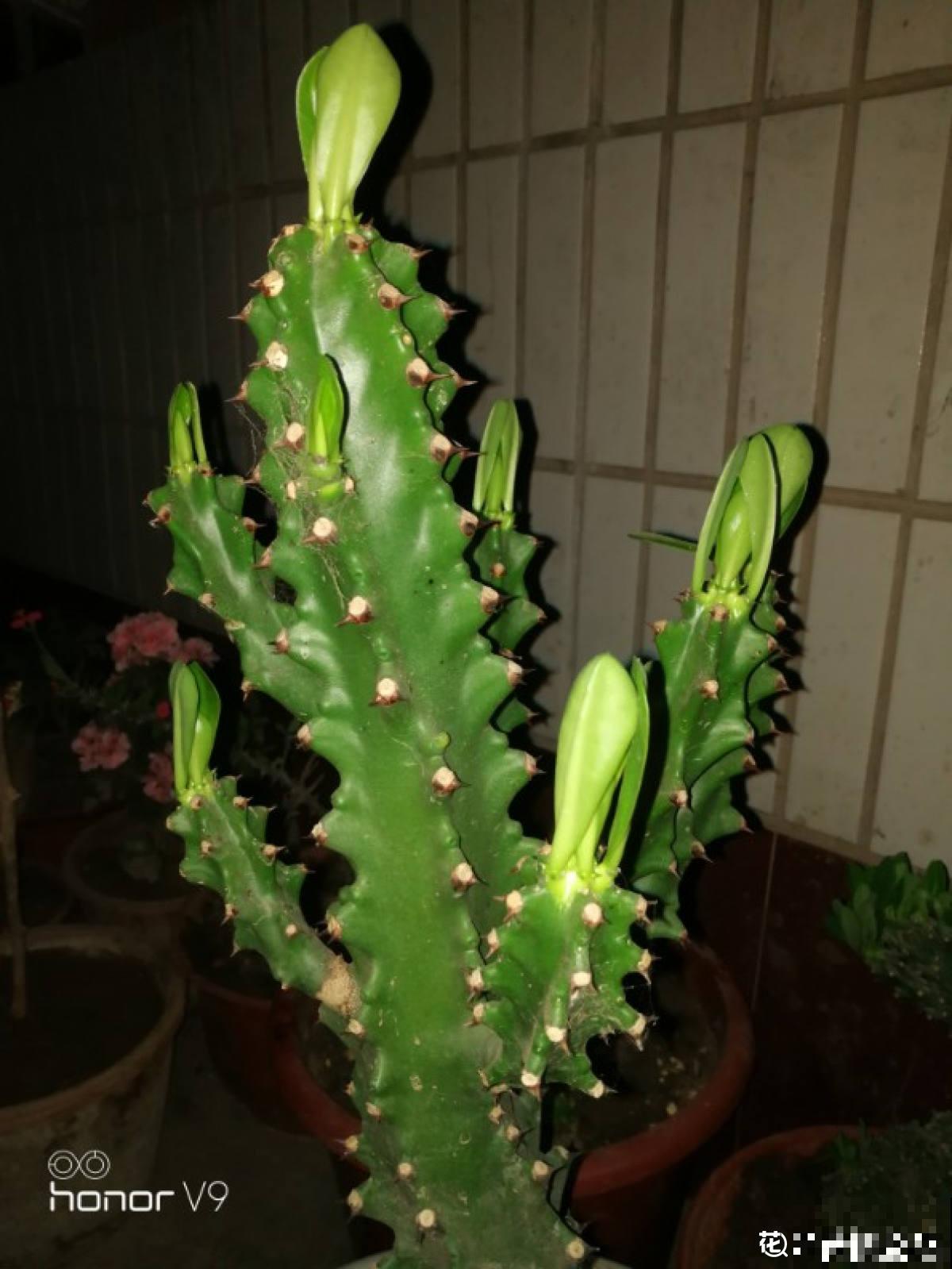 3种花长的跟“三胞胎”似的,还有“守家”的说法,适合居家养护 3种花长的跟“三胞胎”似的,还有“守家”的说法,适合居家养护