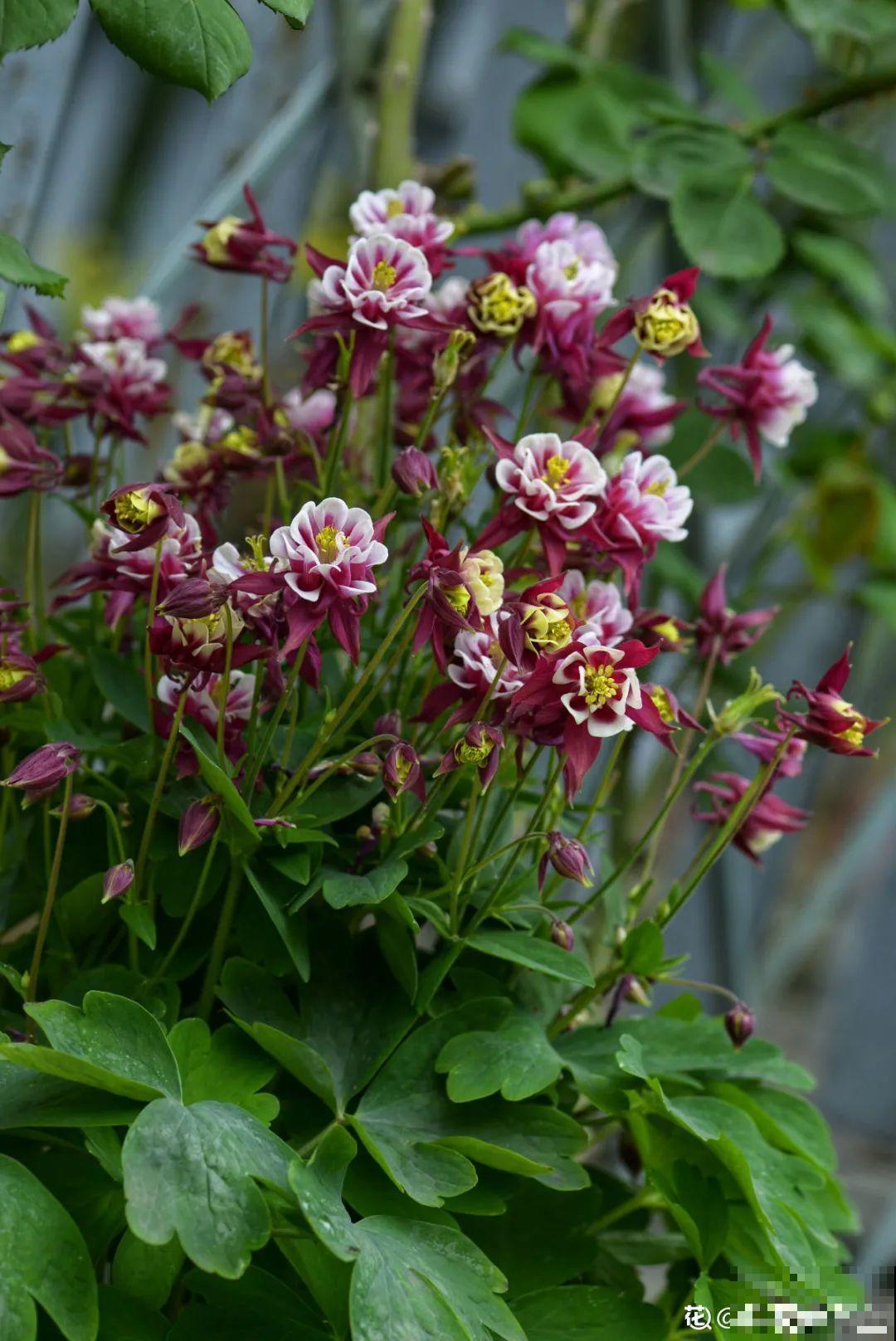 有个小院种种菜,养点花草,忘记半生喧嚣 有个小院种种菜,养点花草,忘记半生喧嚣