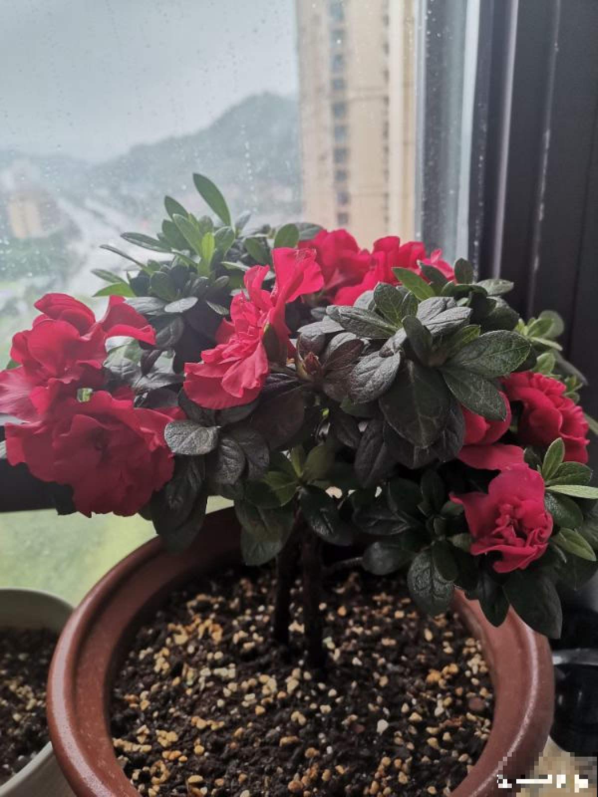 3种花真是“毛病多”，难养难伺候，能养好的都是大神