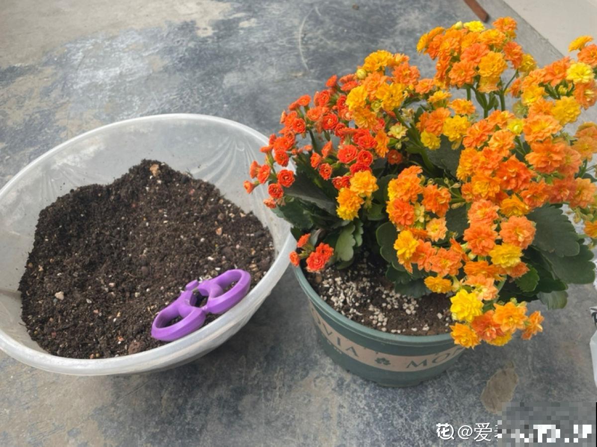 快死的花别丢掉，找对方法补救一下，还能重焕生机