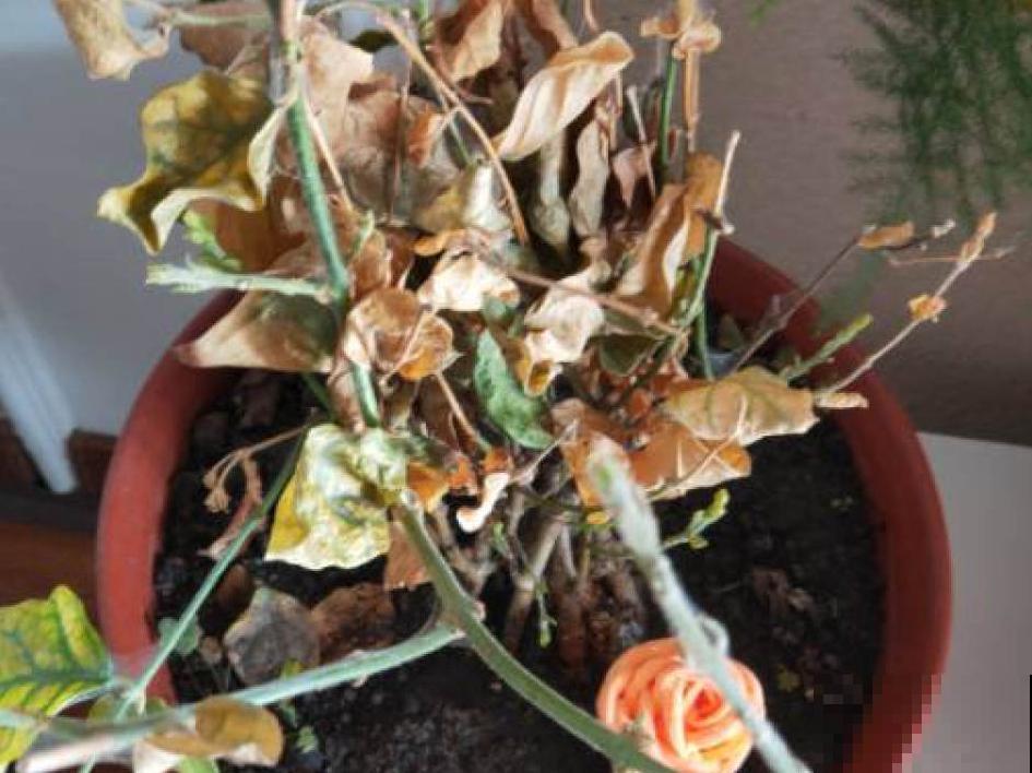 花成了光杆司令，剪一刀撒点药，很快冒新芽