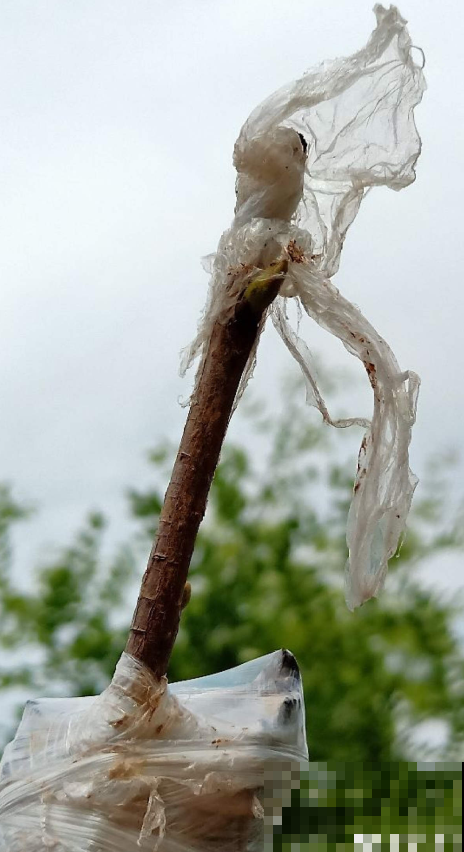 院里一棵柿子树，简单5步，红红火火丰收一片