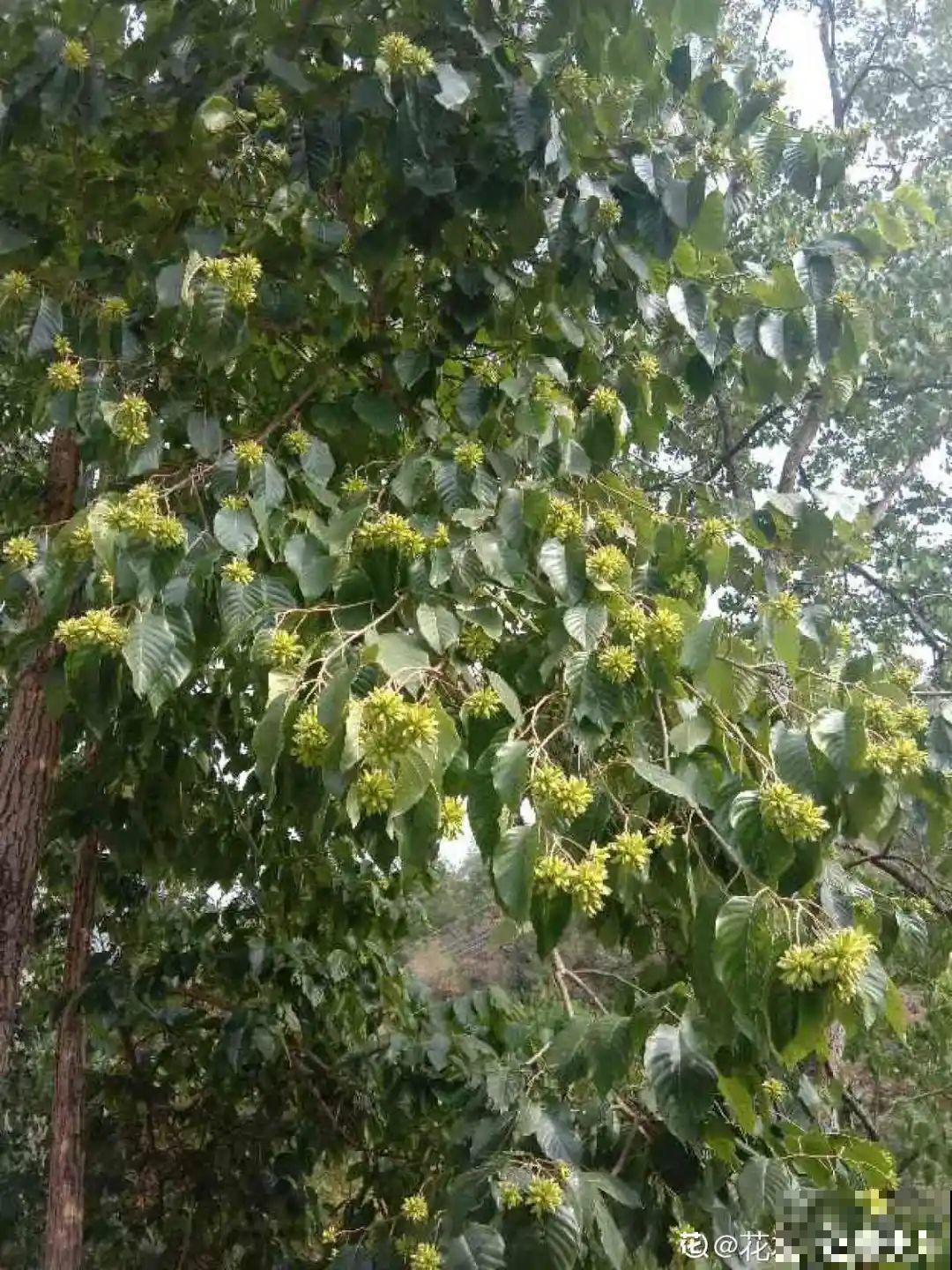 看到稀奇花，不认识的别去挖，可能会触犯法律