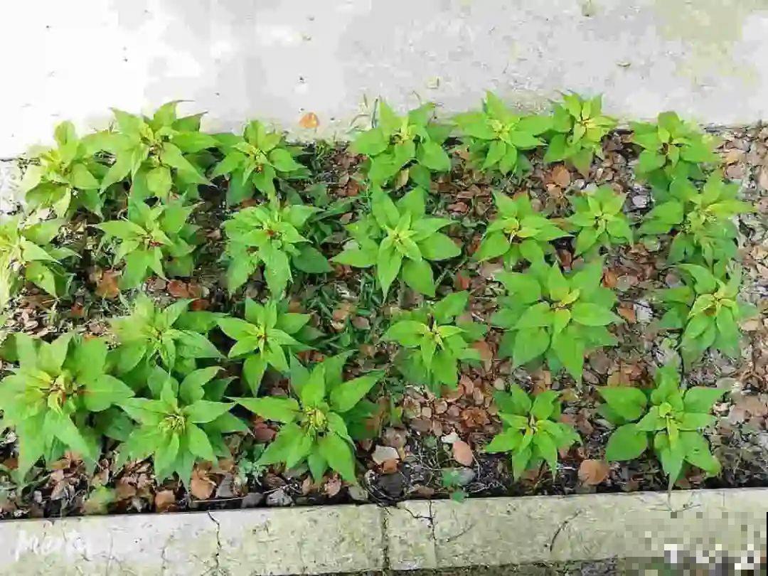 10种花开完不要剪，等20天之后，1盆变多盆