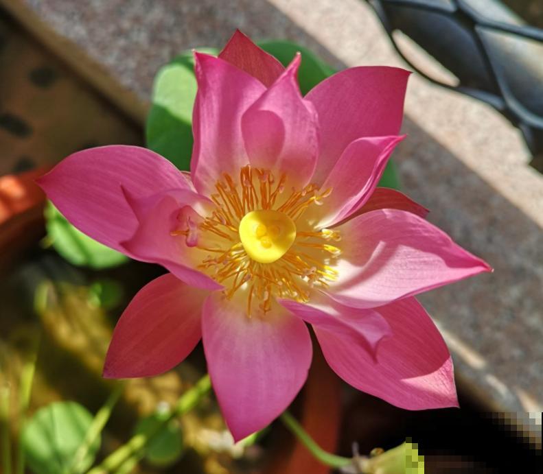 碗莲为什么不开花?基本是这4个原因,都进来看看吧! 碗莲为什么不开花?基本是这4个原因,都进来看看吧!