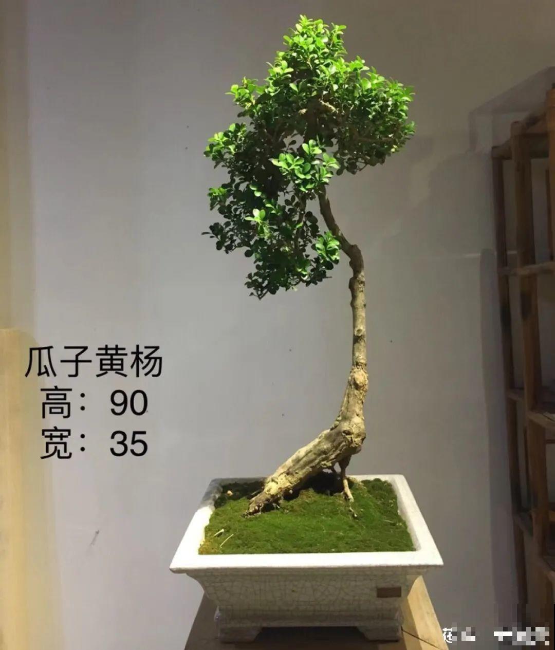 家里养8种花，独特有气质，还有满满安全感