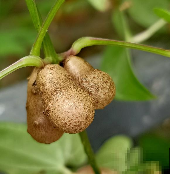 秋天喝点“滋润汤”,滋润身心,秋天不燥 秋天喝点“滋润汤”,滋润身心,秋天不燥