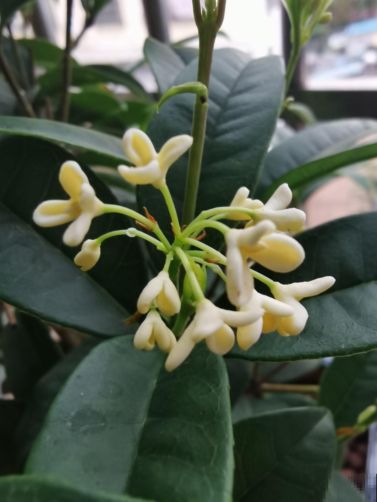 桂花一挪就死，究竟是为啥？