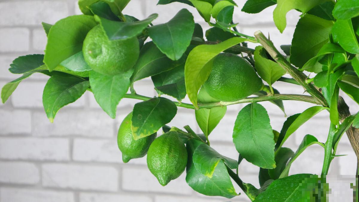 秋天养盆“杀菌花”，香味四溢增加湿度，还能净化室内空气