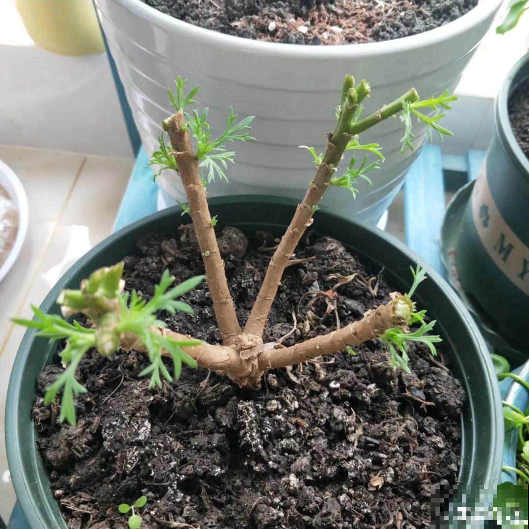初秋8种花不能剪，轻则不开花，严重可能剩空盆