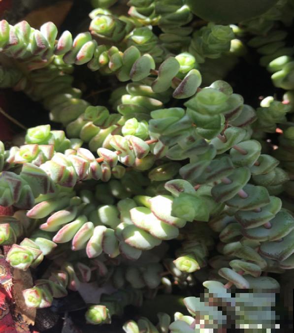 8种超美多肉,秋天抓住时机养,颜值高好养活 8种超美多肉,秋天抓住时机养,颜值高好养活