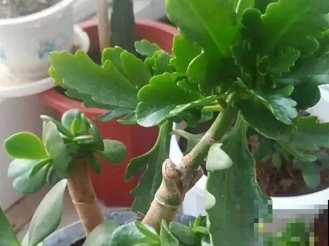 养了30年的玉树,扦插开出9色花,快来沾沾喜气 养了30年的玉树,扦插开出9色花,快来沾沾喜气