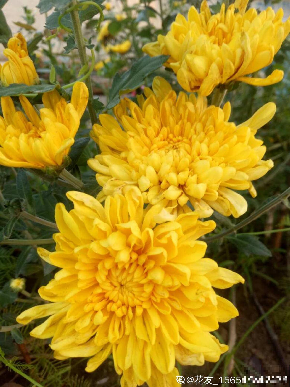 4种花现在正“饿”，多给它补点大补肥，才能长得壮