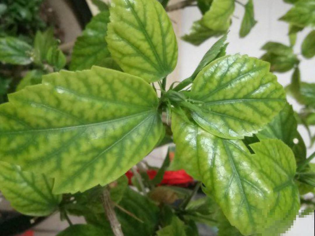 9个开花劳模，施肥不能停，不然越养越差劲