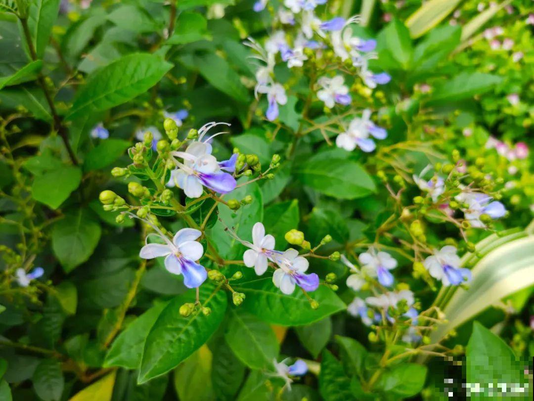 仙气飘飘的花，颜值高、花期长，养一盆不亏