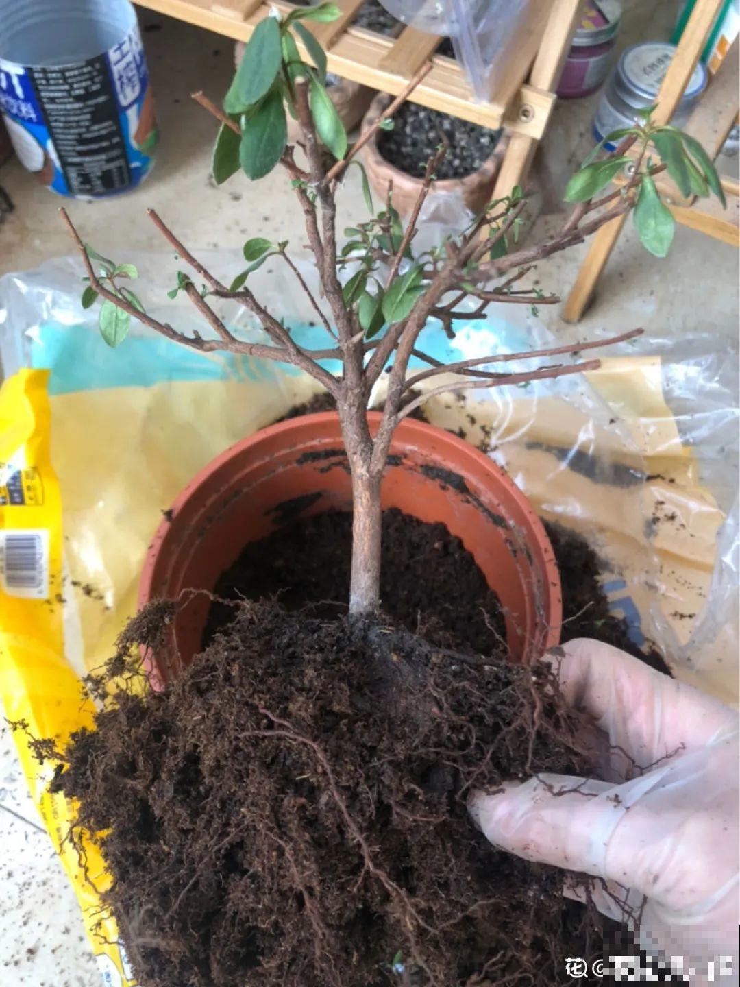 花成了光杆司令，剪一刀撒点药，很快冒新芽