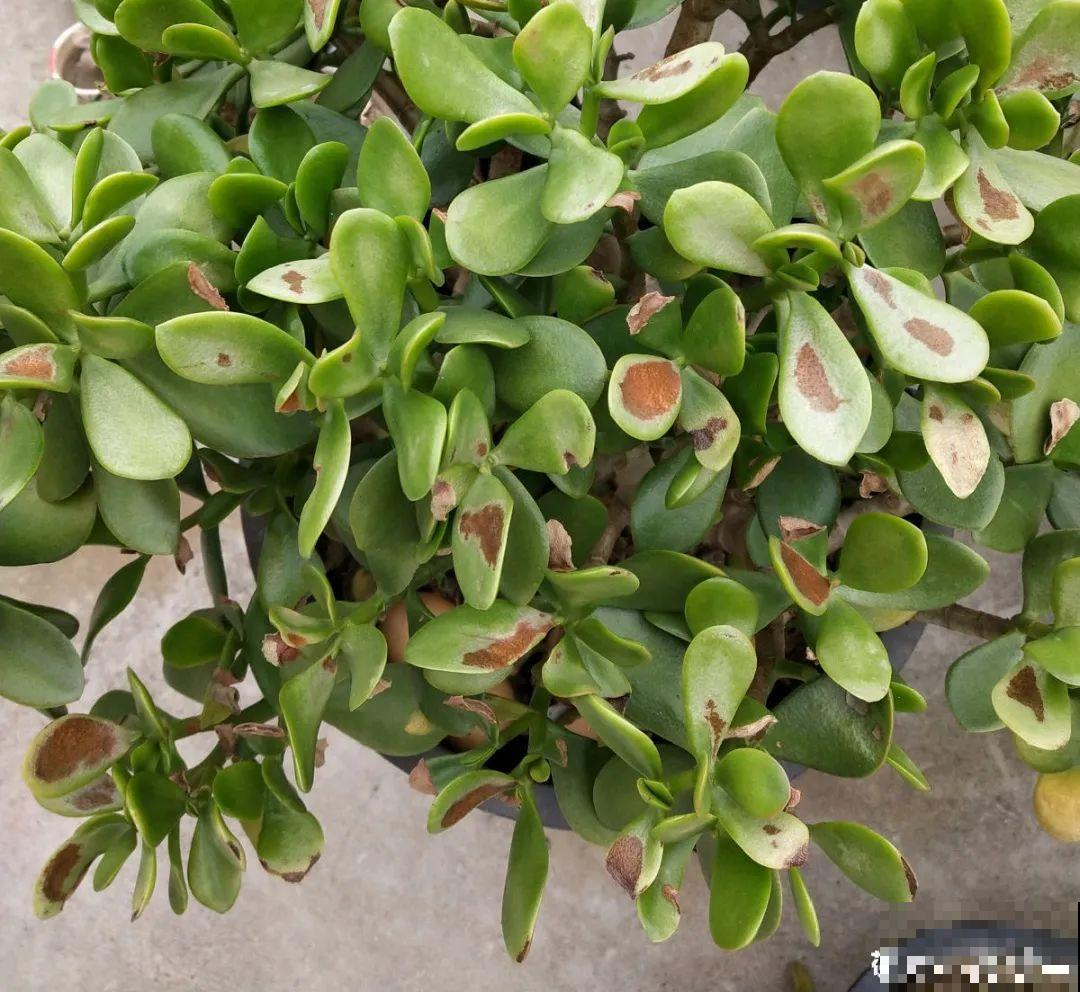 10种花最怕晒，搬进屋里养，不然要死光