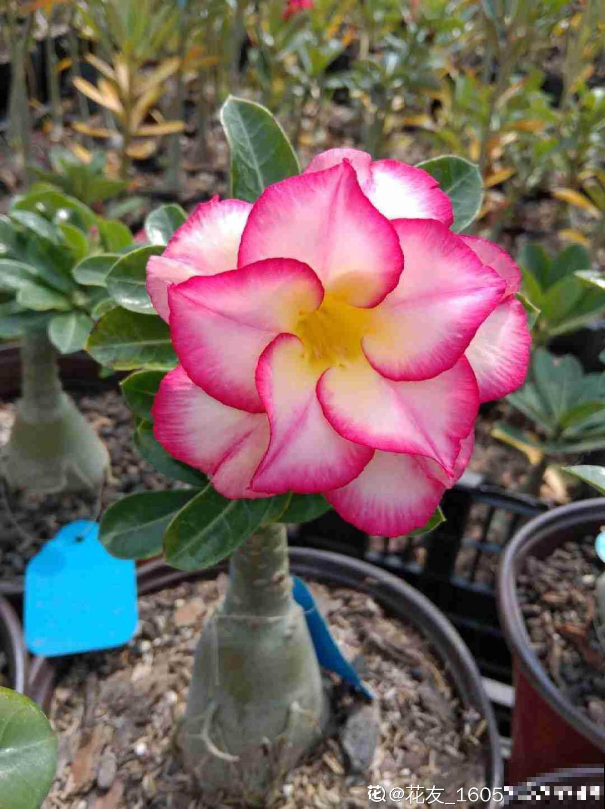 20种常见花,一句话说到浇水要点,赶紧学学 20种常见花,一句话说到浇水要点,赶紧学学