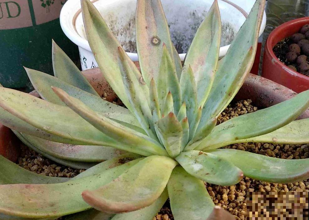 雨季多肉，烂根化水没得救，注意4点，多肉雨季变“平安季”