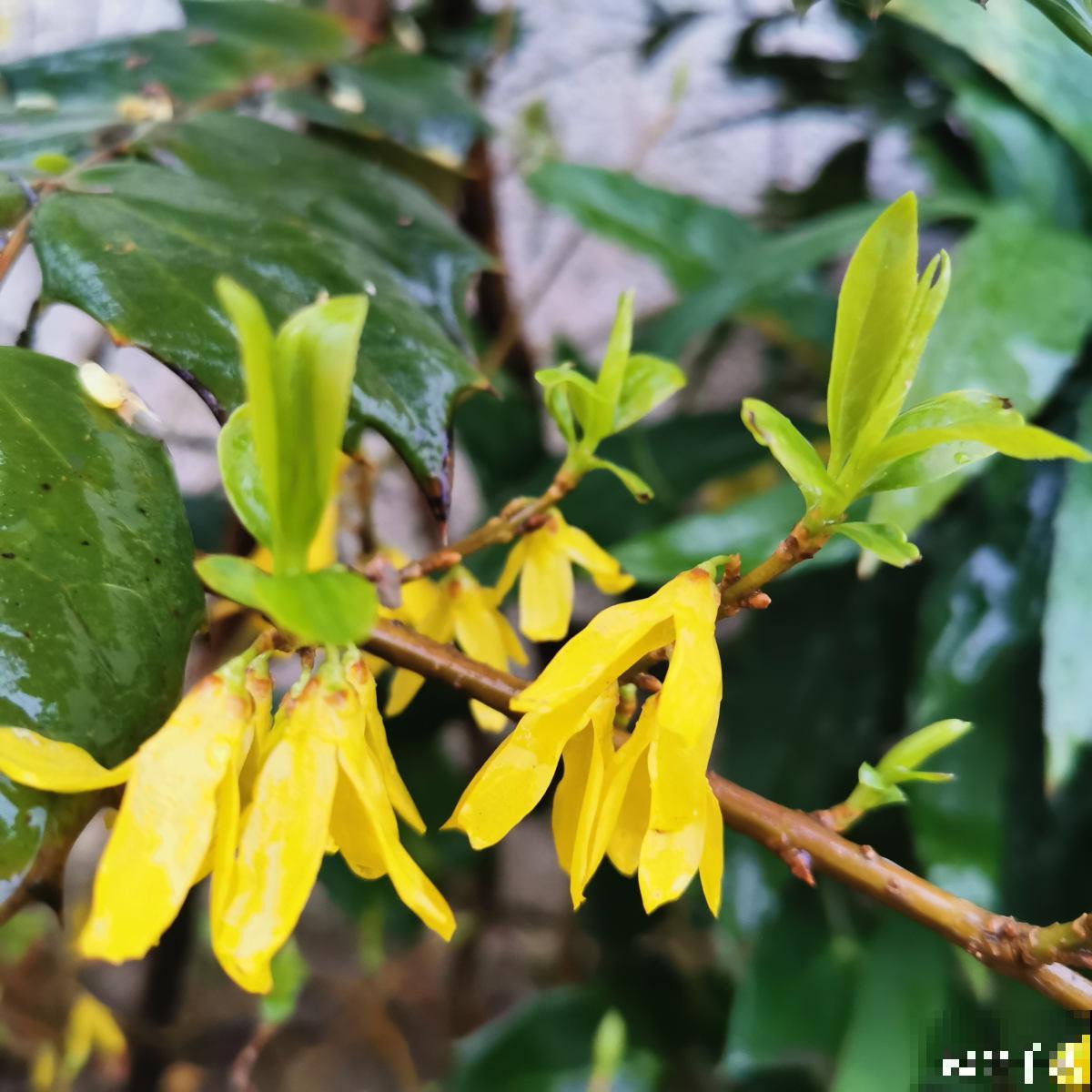 老中医爱养的60种植物，图文并茂特详细，种一盆养人养身心