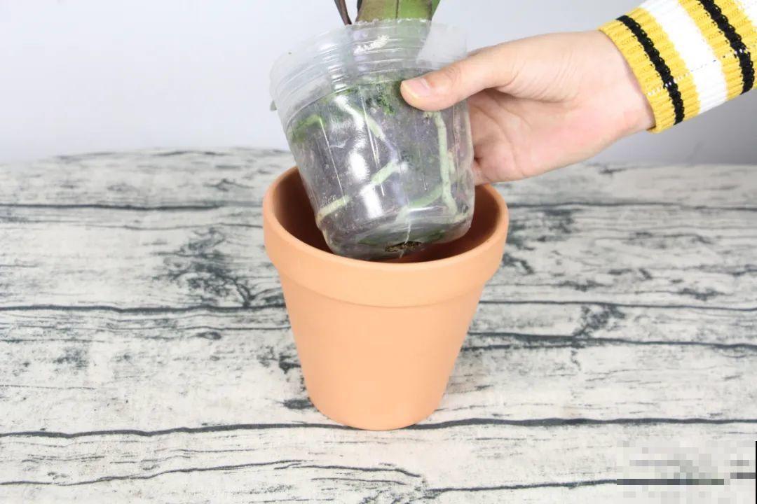 平时的“贵货花”,路边扔了一卡车,赶紧捡回家 平时的“贵货花”,路边扔了一卡车,赶紧捡回家