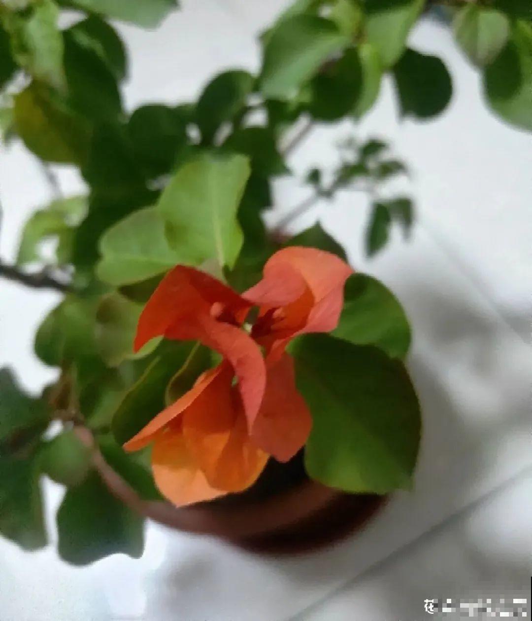 三角梅剪 一剪，搬出去晒晒，呼呼爆花