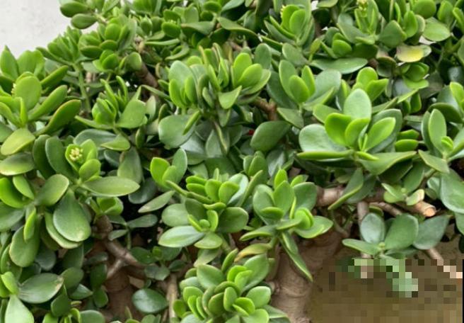 玉树软绵绵的怎么回事