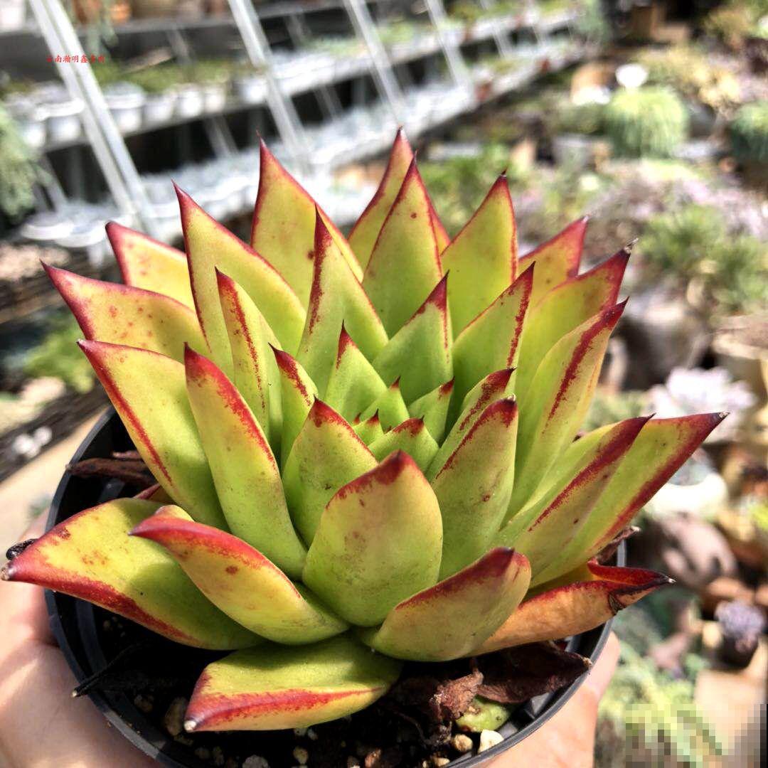 夏天养多肉,这3种情况不能忽略,不然多肉都死 夏天养多肉,这3种情况不能忽略,不然多肉都死