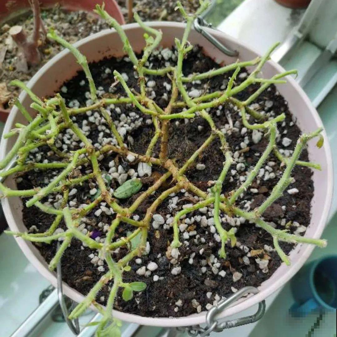 现在给花剪一刀,剪成一个“小平头”,呼呼冒芽爆盆 现在给花剪一刀,剪成一个“小平头”,呼呼冒芽爆盆