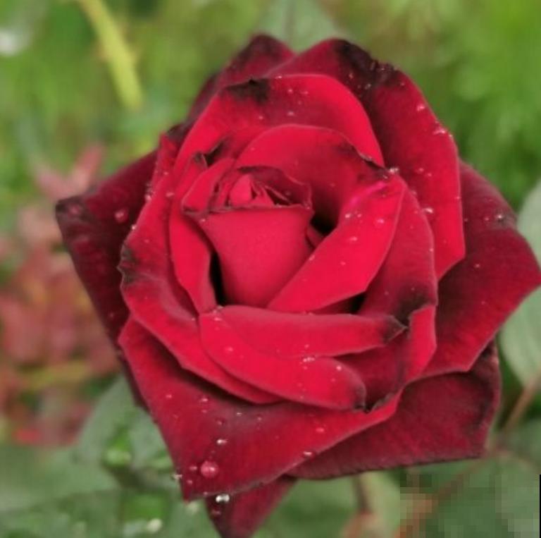 3种“四季花”，养起来简单还好看，让家里四季如春