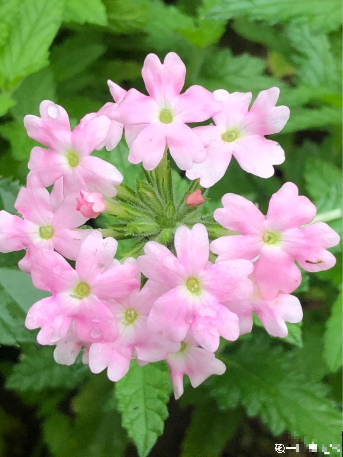 秋天是养草花的季节，12种草花现在播种，俩月就能开花