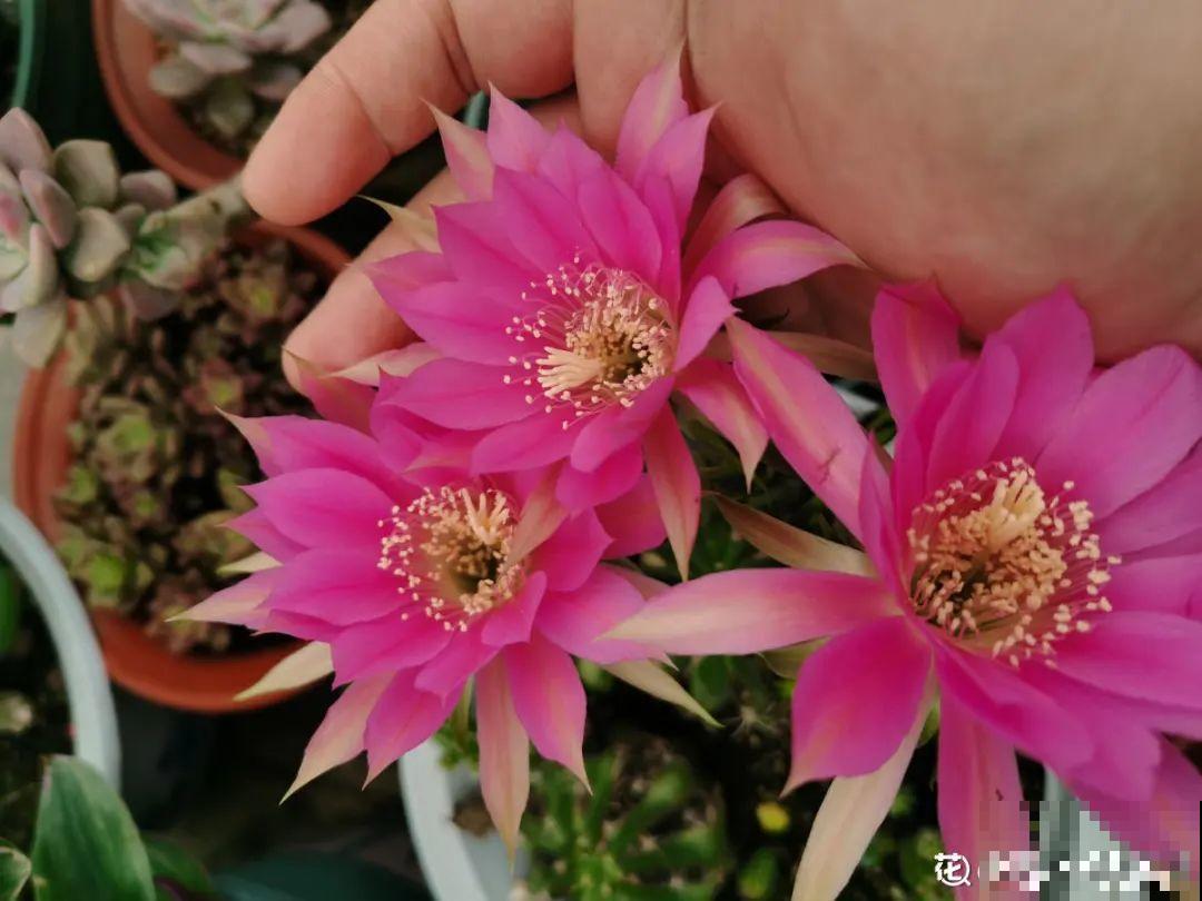 1种仙人球，开花美艳，一年能开好多次